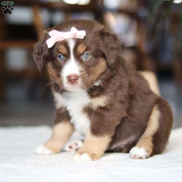 Tulip, Miniature Australian Shepherd Puppy